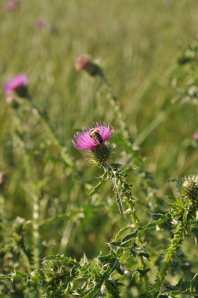 Čeleď Asteraceae (hvězdnicovité) Carduus (bodlák) od pcháčů se liší pouze