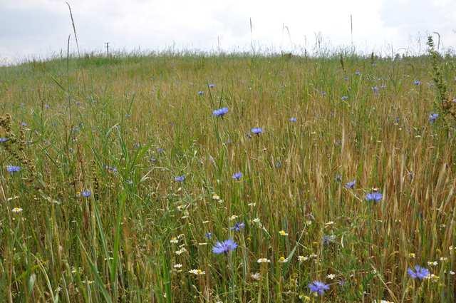 Čeleď Asteraceae (hvězdnicovité) Centaurea