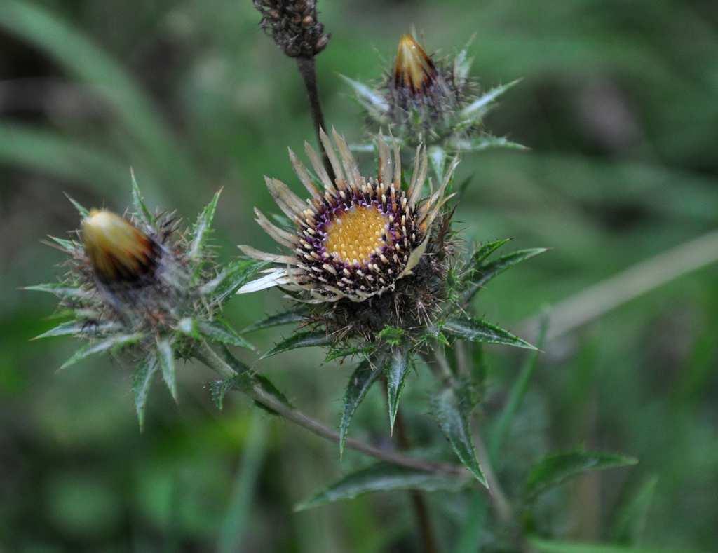 Řád Asterales Čeleď Asteraceae (hvězdnicovité)