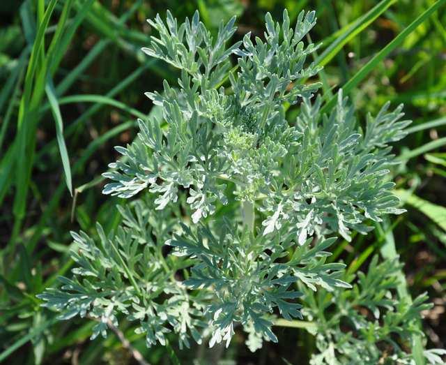 Čeleď Asteraceae (hvězdnicovité)