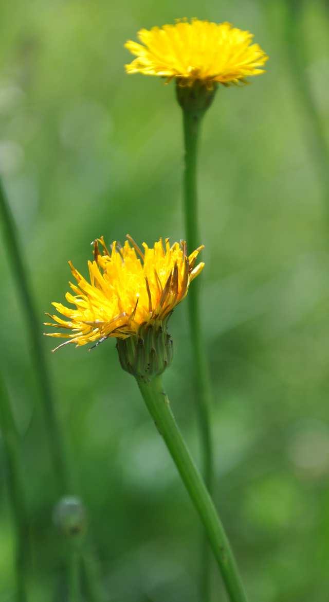 Čeleď Asteraceae