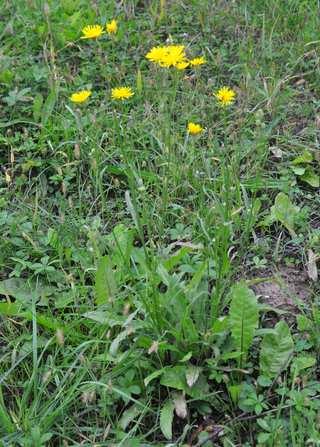 Čeleď Asteraceae (hvězdnicovité) Crepis