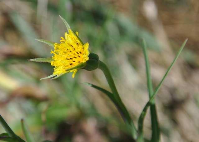 Tragopogon dubius (kozí