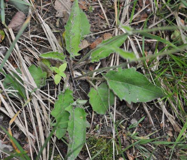 Čeleď Asteraceae (hvězdnicovité)* Hieracium (jestřábník) mnoho obtížně
