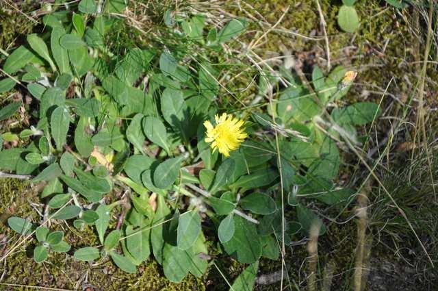 Čeleď Asteraceae (hvězdnicovité) drobnější jestřábníky obvykle s výběžky jsou nově řazeny do