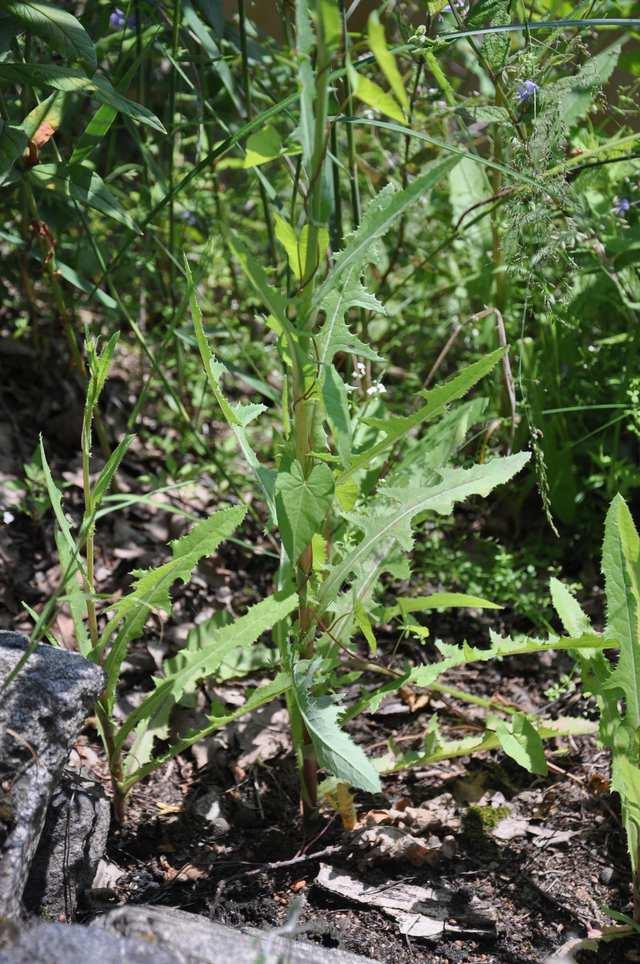 oleraceus (m. zelinný) a S.