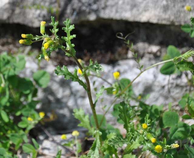 Čeleď Asteraceae (hvězdnicovité) Senecio