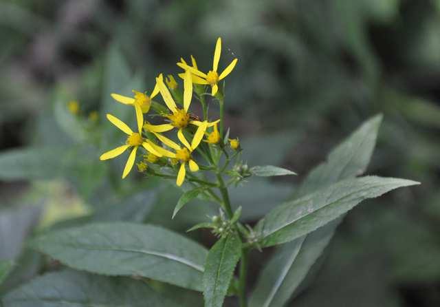 Čeleď Asteraceae (hvězdnicovité)* S.