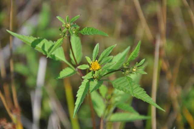 Čeleď Asteraceae (hvězdnicovité)* Bidens (dvouzubec) hojné při březích