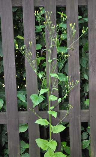 Čeleď Asteraceae (hvězdnicovité) Lapsana communis