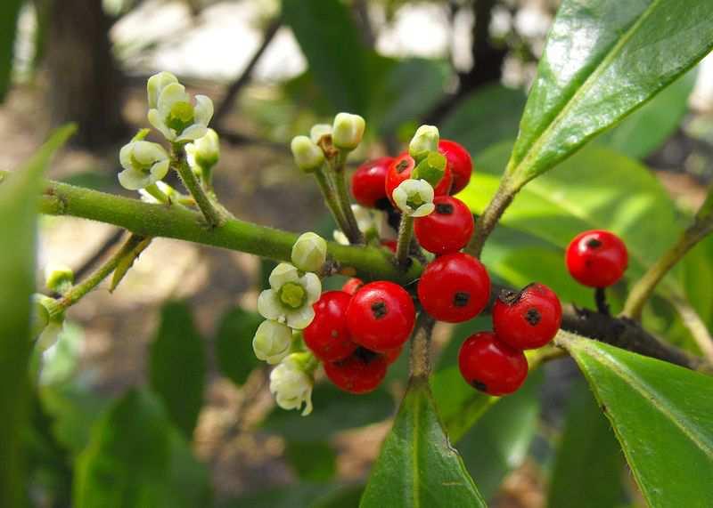 Řád Aquifoliales Čeleď Aquifoliaceae (cesmínovité) dřeviny (keře i stromy) s neopadavými listy plody jsou peckovice Ilex paraguariensis (cesmína paraguayská) listy obsahují kofein a