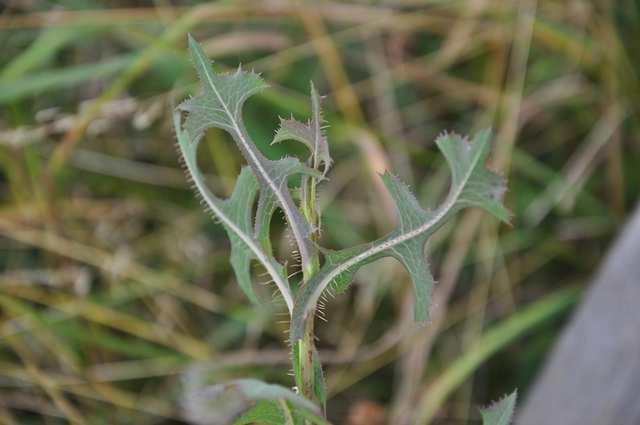 Čeleď Asteraceae (hvězdnicovité) Lactuca serriola