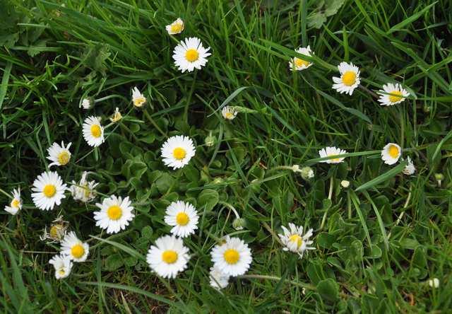 Čeleď Asteraceae (hvězdnicovité) Bellis perennis