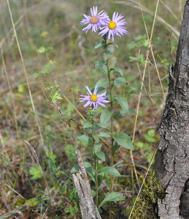 Čeleď Asteraceae (hvězdnicovité)* Aster amellus (astra