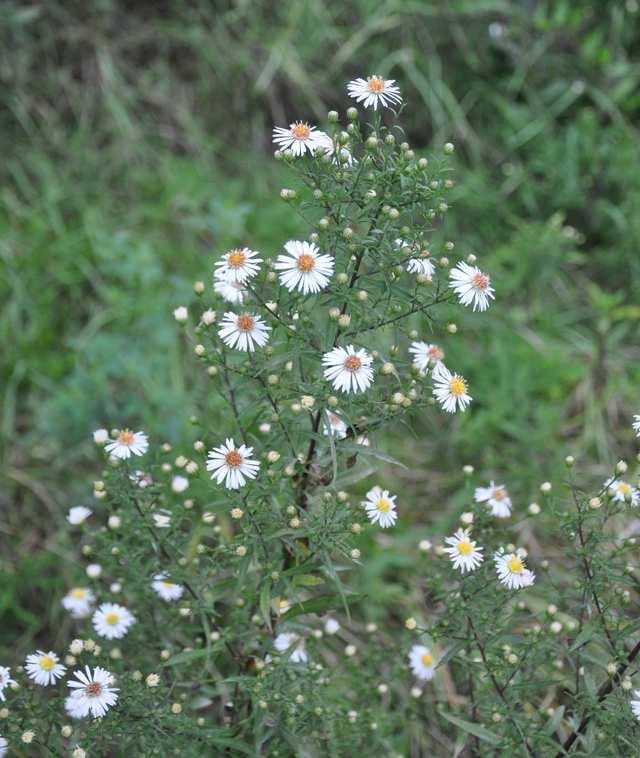 Čeleď Asteraceae (hvězdnicovité)* Aster lanceolatus (astra