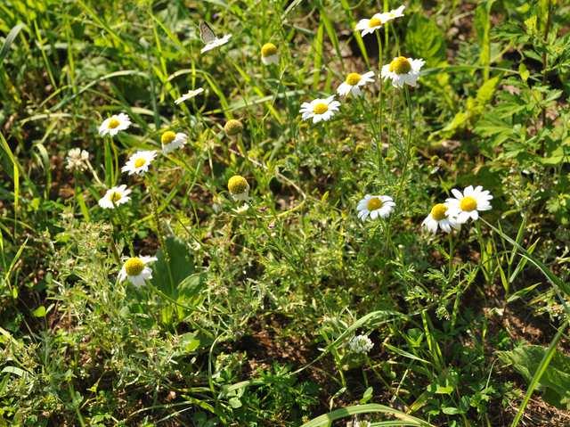 Čeleď Asteraceae (hvězdnicovité) Anthemis cotula (rmen