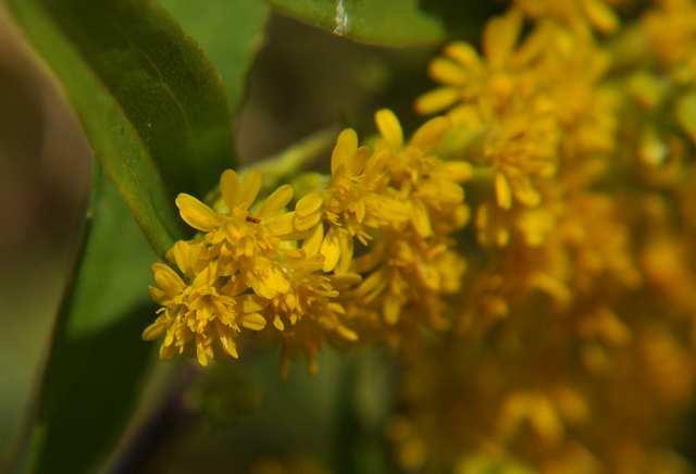 Čeleď Asteraceae (hvězdnicovité)* Solidago