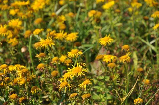 Čeleď Asteraceae (hvězdnicovité)* Inula (oman) několik roztroušeně se vyskytujících druhů v