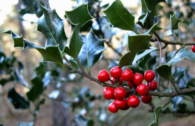 Řád Aquifoliales Čeleď Aquifoliaceae (cesmínovité)* jako okrasný se u nás často