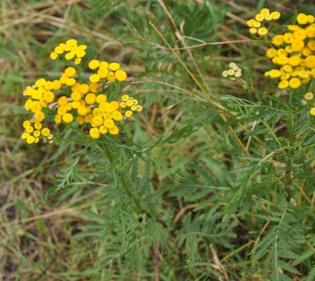 Čeleď Asteraceae (hvězdnicovité) Tanacetum