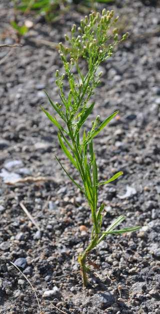 Čeleď Asteraceae (hvězdnicovité) Conyza canadensis