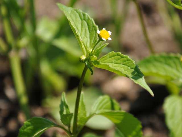 Čeleď Asteraceae (hvězdnicovité)