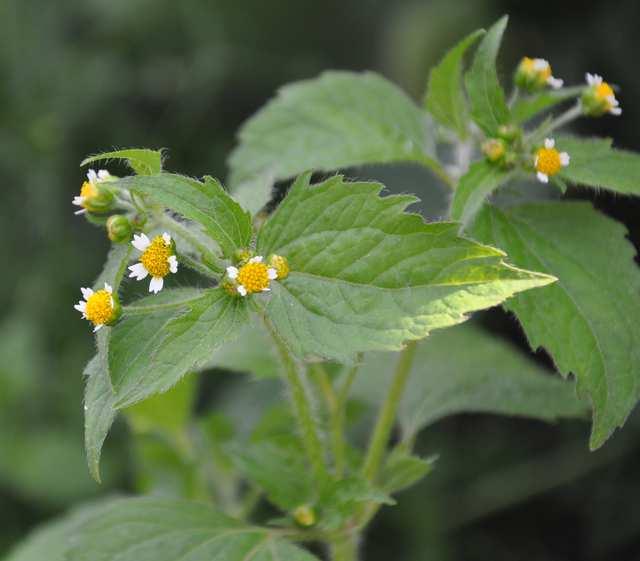 malokvětý) a G. quadriradiata (p.