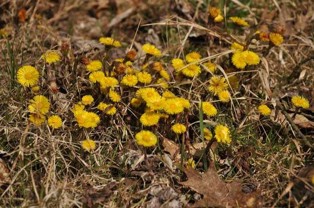 Čeleď Asteraceae (hvězdnicovité) Tussilago farfara