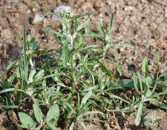 Čeleď Asteraceae (hvězdnicovité) Gnaphalium uliginosum (protěž