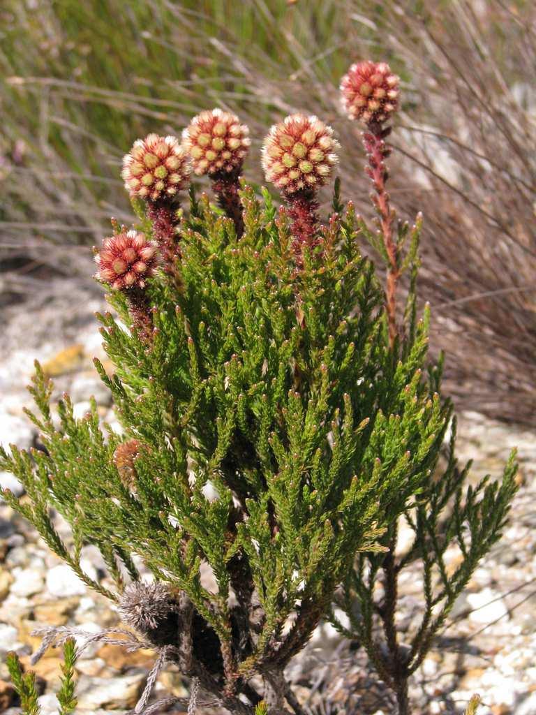 Řád Bruniales** FamilyBruniaceae ericoid shrubs distribution: S.