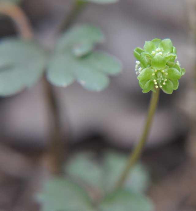 Řád Dipsacales* Čeleď Adoxaceae (pižmovkovité) byliny, keře i stromky s listy vstřícnými rozšíření: N.