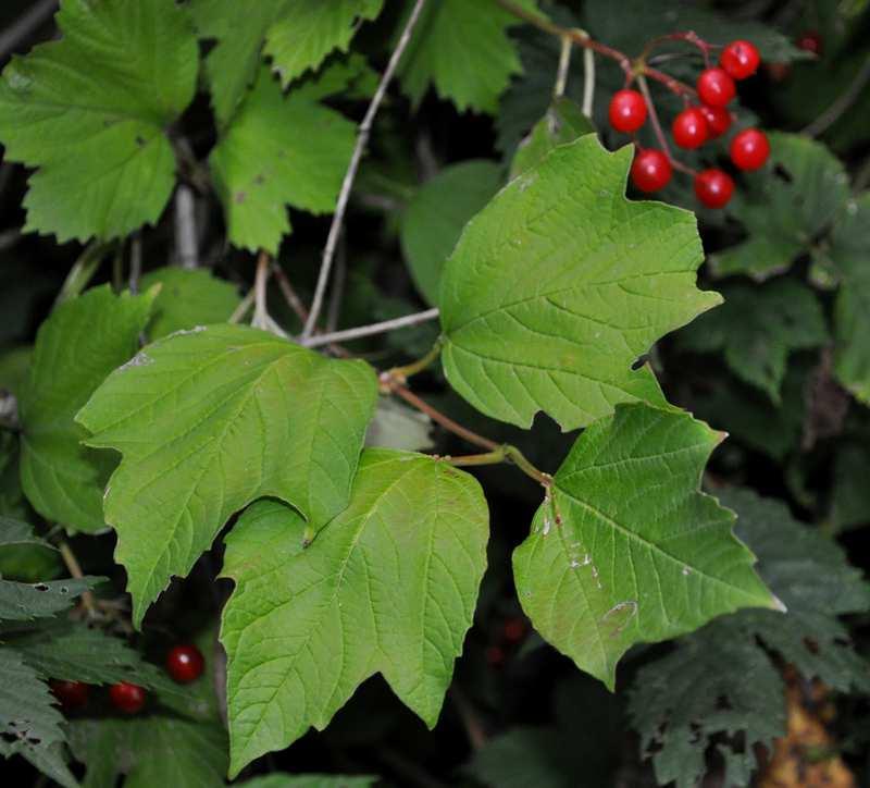 Řád Dipsacales Čeleď Adoxaceae (pižmovkovité) Viburnum opulus (kalina obecná) lužní lesy,