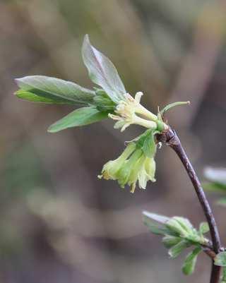 Řád Dipsacales Čeleď Caprifoliaceae (zimolezovité), Caprifolioideae