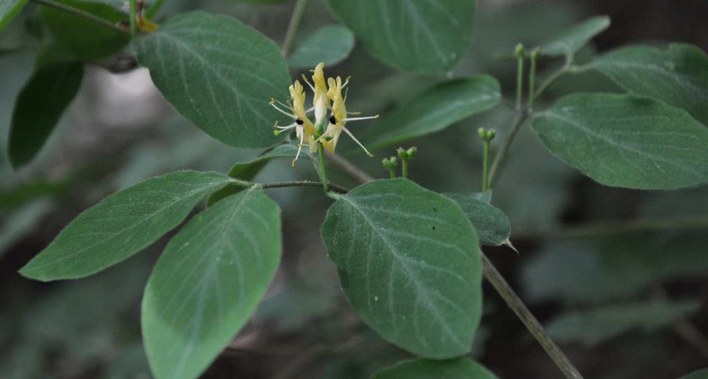 Řád Dipsacales Čeleď Caprifoliaceae (zimolezovité), Caprifolioideae* Lonicera xylosteum (zimolez