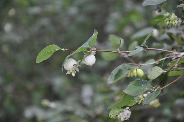 Řád Dipsacales Čeleď Caprifoliaceae (zimolezovité), Caprifolioideae* Symphoricarpos