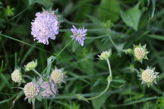 Řád Dipsacales Čeleď Caprifoliaceae