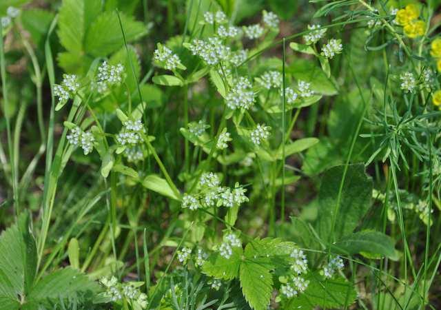 Řád Dipsacales Čeleď Caprifoliaceae (zimolezovité), Valerianoideae byliny, vzácně keře, s vstřícnými listy květy ve vrcholičnatých květenstvích