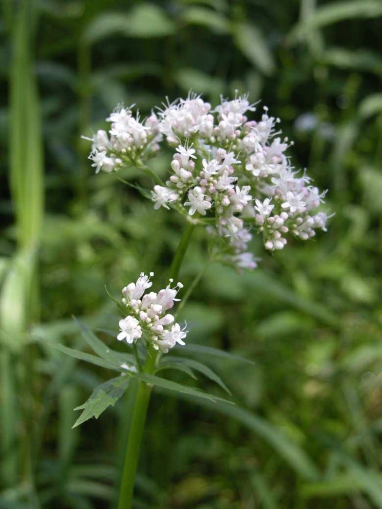 Řád Dipsacales Čeleď Caprifoliaceae (zimolezovité), Valerianoideae Valeriana