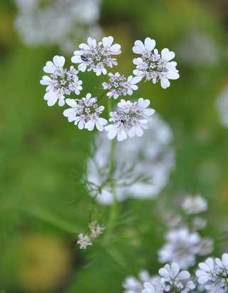 Řád Apiales Čeleď Apiaceae (miříkovité) Anethum graveolens (kopr vonný) z