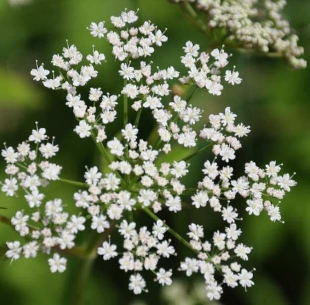 Aegopodium podagraria