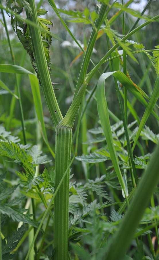 sylvestris (kerblík lesní)