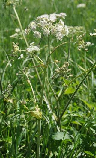 sylvestris (děhel lesní)