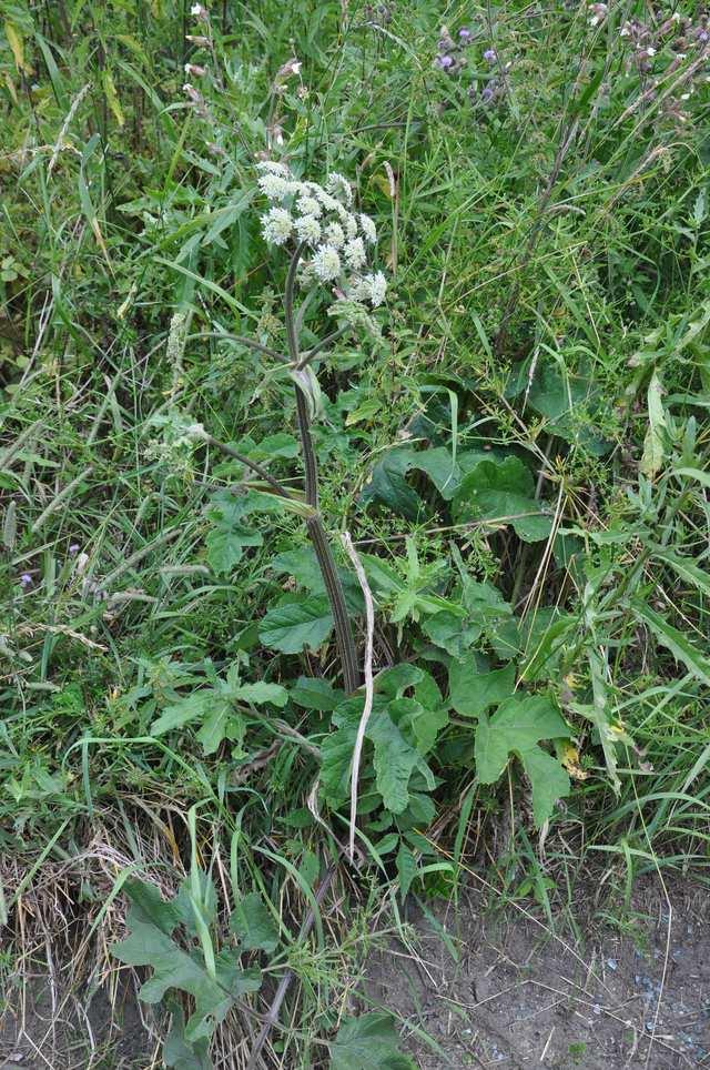 Řád Apiales Čeleď Apiaceae (miříkovité) Heracleum spondylium