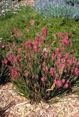 Anigozanthos - klokaní tlapka