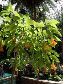 Brugmansia (Datura) č. Solanaceae - durman B. sanguinea (D. s.), B. vu