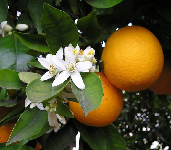 č. Rutaceae Citrus - citrusy citroníky,