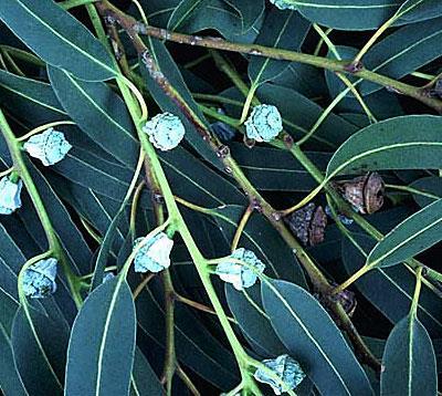 Eucalyptus - eukalypt, blahovičník č.
