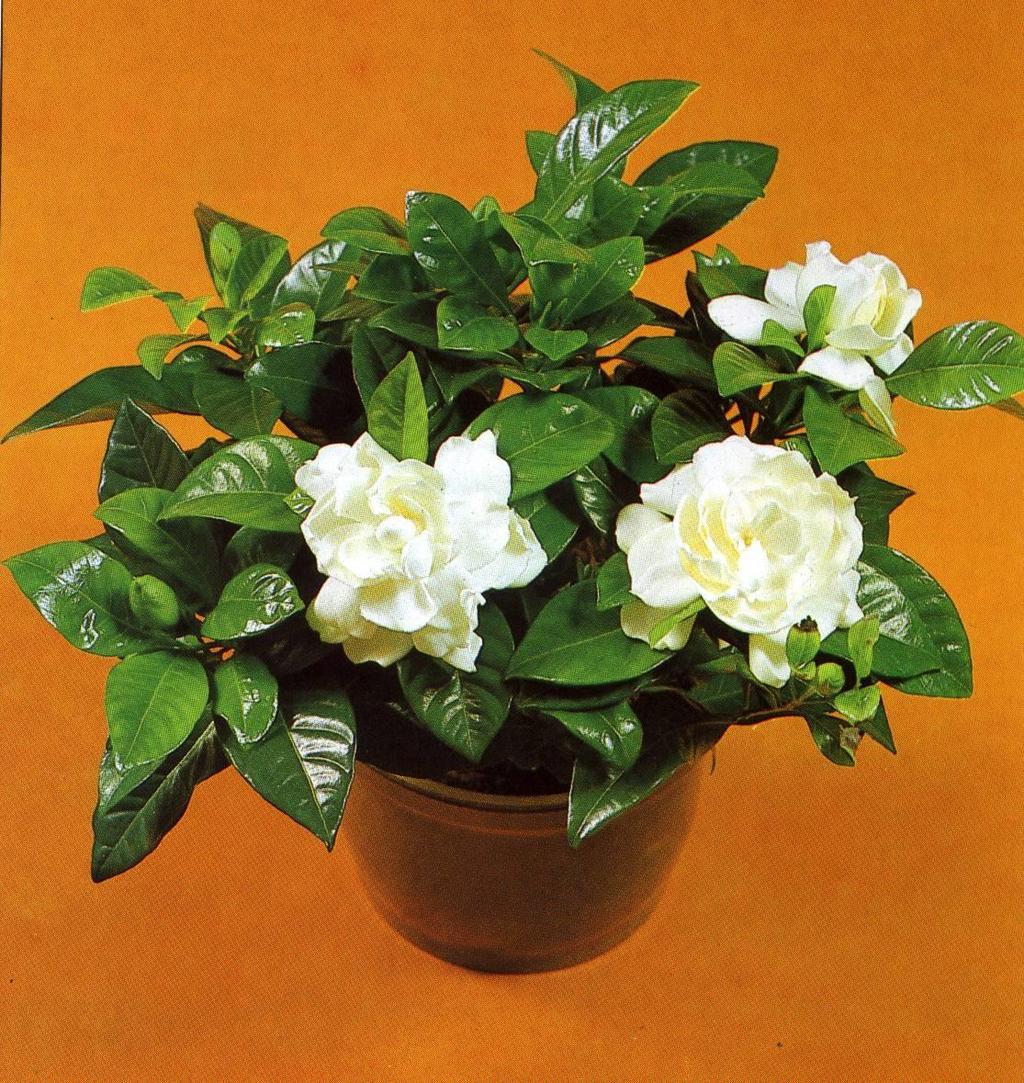 Gardenia jasminoides - gardénie č.