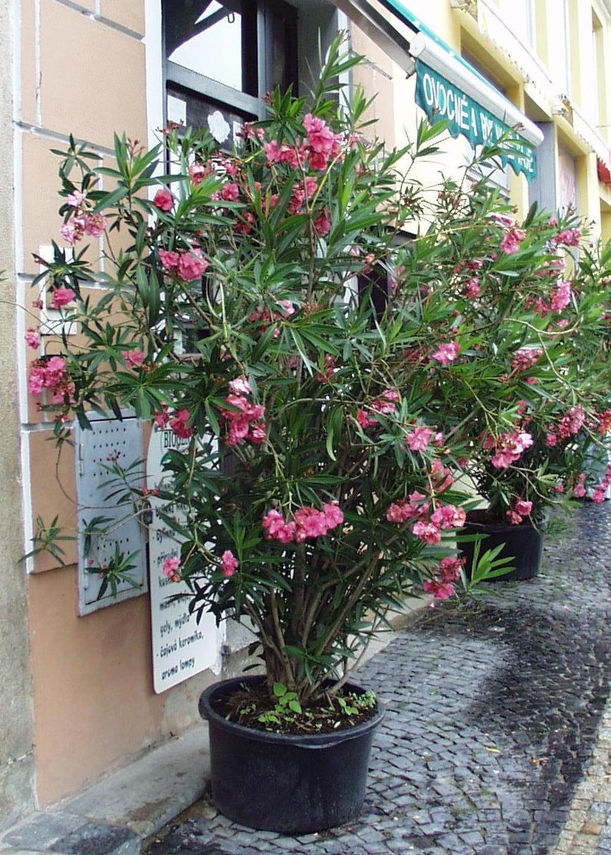 Nerium oleander č.