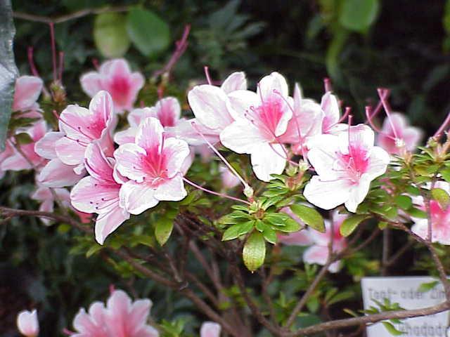 Rhododendron simsii č.